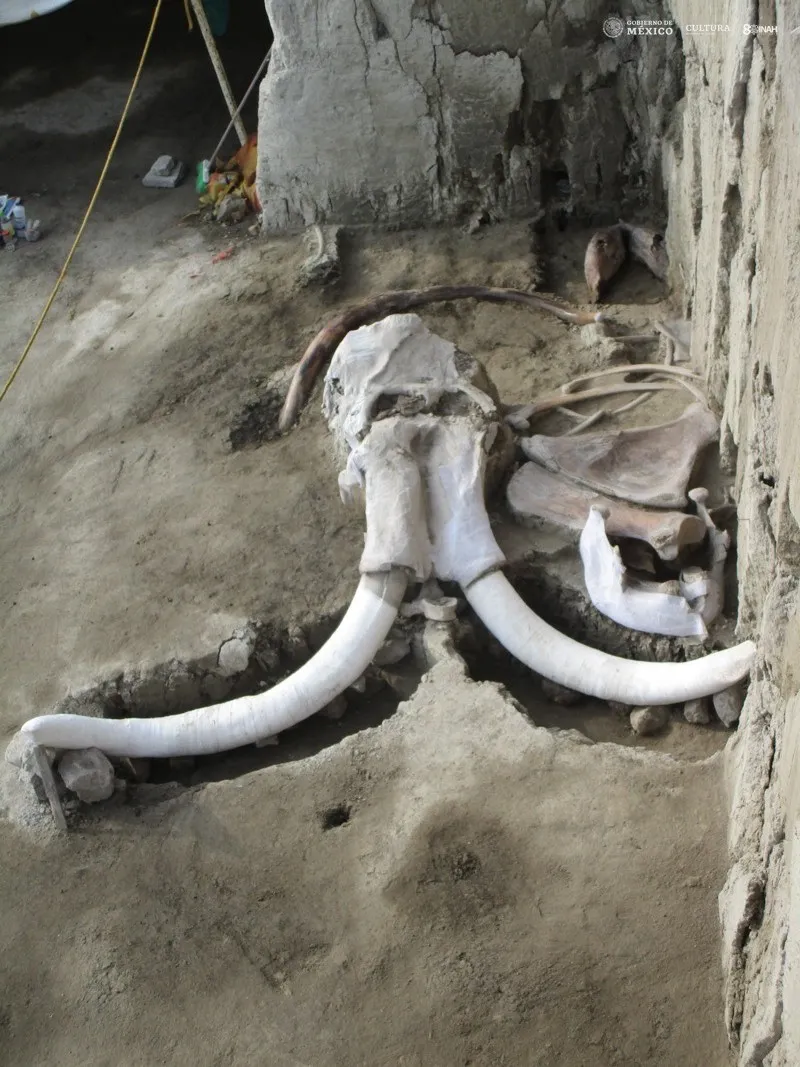 40 años picando piedra. La paleontología mexicana entra a la cancha del INAH